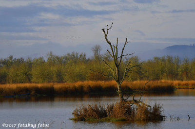 Tree in the Wetlands