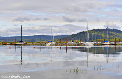 Sailboats at Fern Ridge Lake