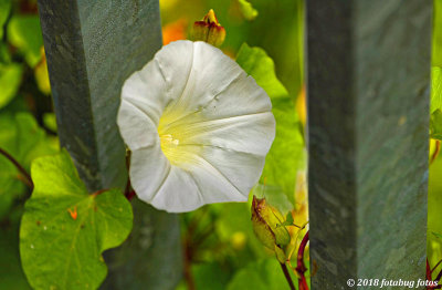 Are Morning Glories Invasive?
