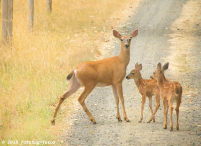 Mom Taking the Kids for a Walk