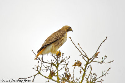 Red-tailed Hawk Near Home