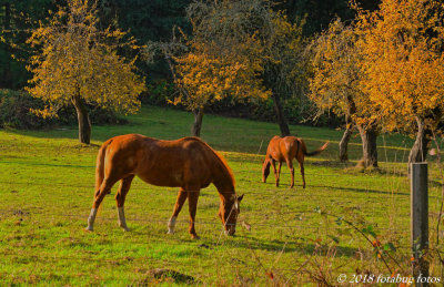 Horses in Early Afternoon Sun