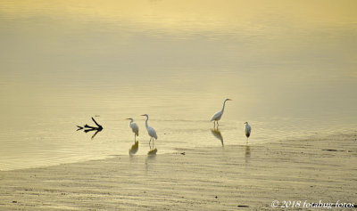 Egret Beach Party