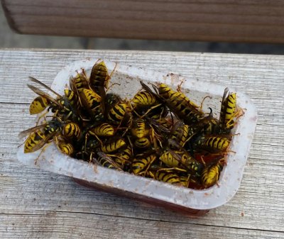 Jam packed with wasps!