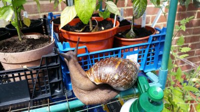 Global warming = giant snails attacking your plants 