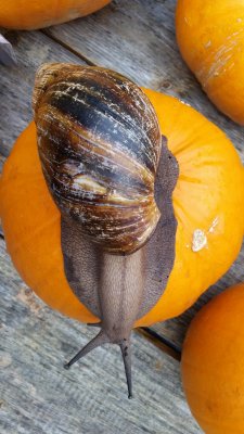 Halloween snail