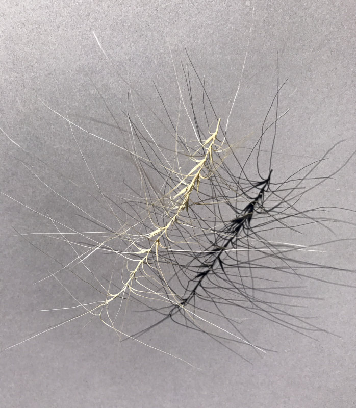 Tumbling Gras Seedpod