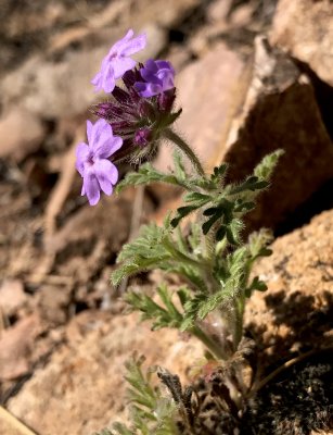 Wild Verbena.jpg