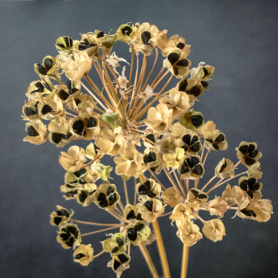 Chive Seedpods