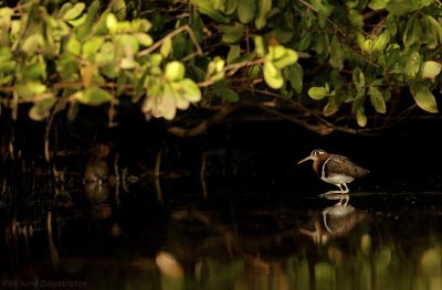 Goudsnip - Rostratula benghalensis - Greater Painted-snipe