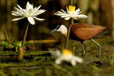 Lelieloper - Actophilornis africanus - African Jacana