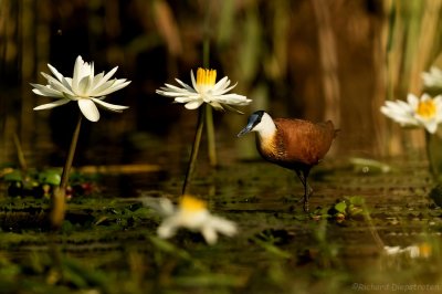 Lelieloper - Actophilornis africanus - African Jacana