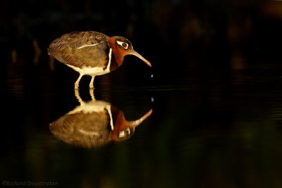 Goudsnip - Rostratula benghalensis - Greater Painted-snipe