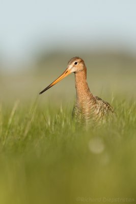Grutto - Limosa limosa - Black Tailed Godwit
