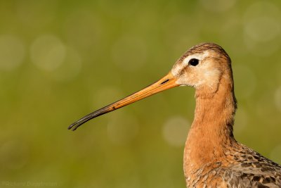 Grutto - Limosa limosa - Black Tailed Godwit