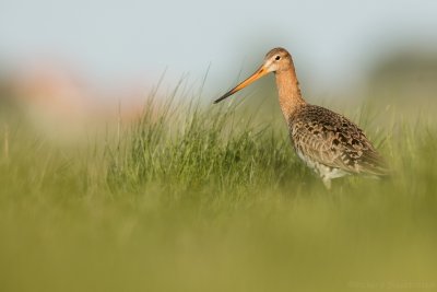 Grutto - Limosa limosa - Black Tailed Godwit