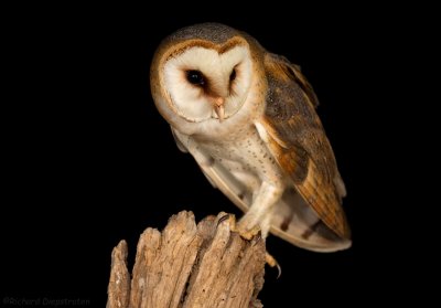 Kerkuil - Tyto alba - Barn Owl