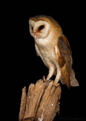 Kerkuil - Tyto alba - Barn Owl