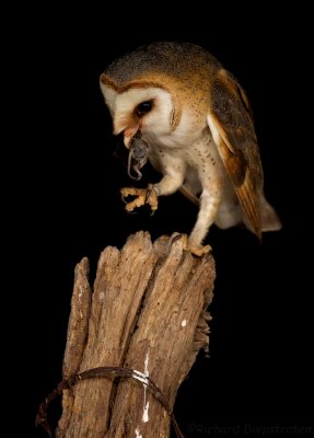 Kerkuil - Tyto alba - Barn Owl