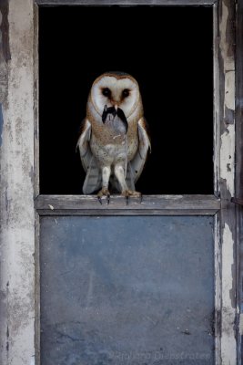 Kerkuil - Tyto alba - Barn Owl