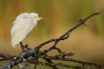 Koereiger - Cattle Egret