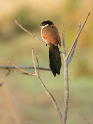 Senegalese Spoorkoekoek - Centropus senegalensis - Senegal Coucal 