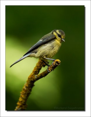 Pimpelmees - Parus caeruleus - Blue Tit