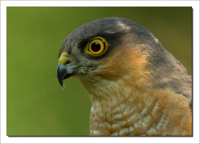 Sperwer - Accipiter nisus - Sparrow Hawk-
