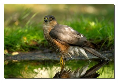 Sperwer    -    Sparrow Hawk