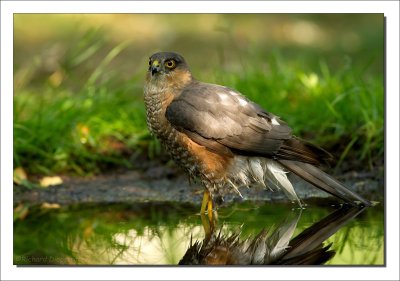 Sperwer - Accipiter nisus - Sparrow Hawk-