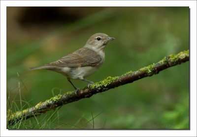 Tuinfluiter - Sylvia borin - Garden Warbler