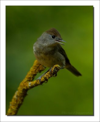 Zwartkop - Sylvia atricapilla - Blackcap