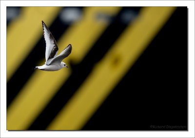 Ross' Meeuw - Rhodostethia rosea - Ross's Gull