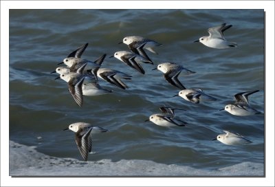 Drieteenstrandloper - Calidris alba - Sanderling