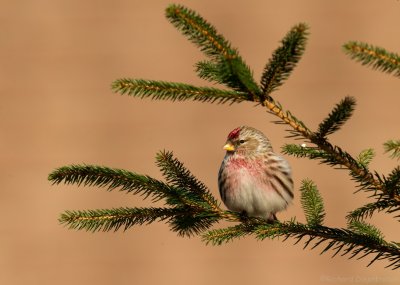 Grote Barmsijs - Carduelis flammea flammea - Mealy Redpoll