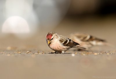 Witstuitbarmsijs - Acanthis hornemannii - Arctic Redpoll