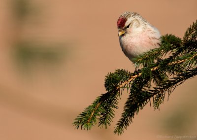 Witstuitbarmsijs - Acanthis hornemannii - Arctic Redpoll