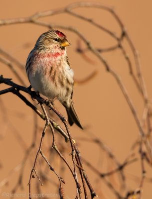 Grote Barmsijs - Carduelis flammea flammea - Mealy Redpoll