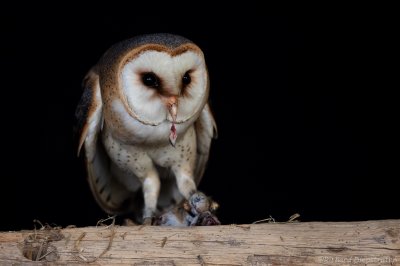 Kerkuil - Tyto alba - Barn Owl