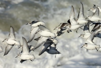 Drieteenstrandloper - Calidris alba - Sanderling