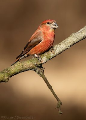 Grote Kruisbek -Loxia pytyopsittacus - Parrot Crossbill