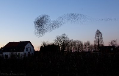 Spreeuw - Sturnus vulgaris - Starling