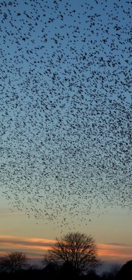 Spreeuw - Sturnus vulgaris - Starling