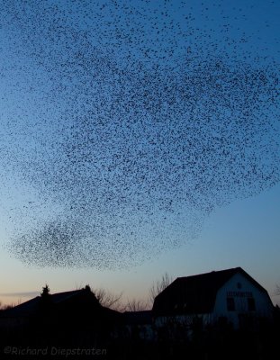 Spreeuw - Sturnus vulgaris - Starling