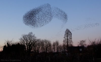 Spreeuw - Sturnus vulgaris - Starling