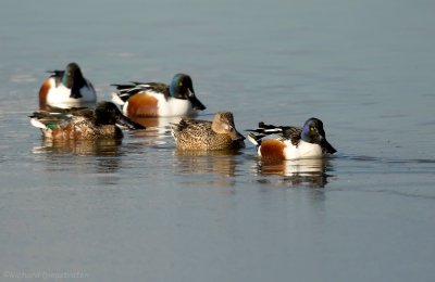 Slobeend - Anas clypeata - Northern Shoveler