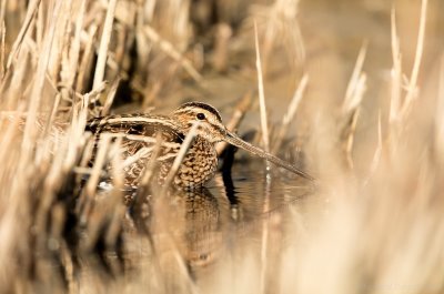 Watersnip - Gallinago gallinago - Snipe