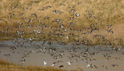 Bonte Strandloper - Calidris alpina - Dunlin