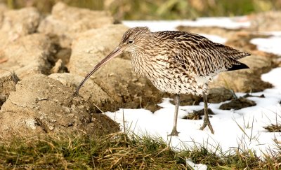 Wulp - Numenius arquata- Curlew