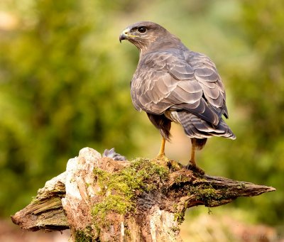 Buizerd - Buteo buteo - Common Buzzard